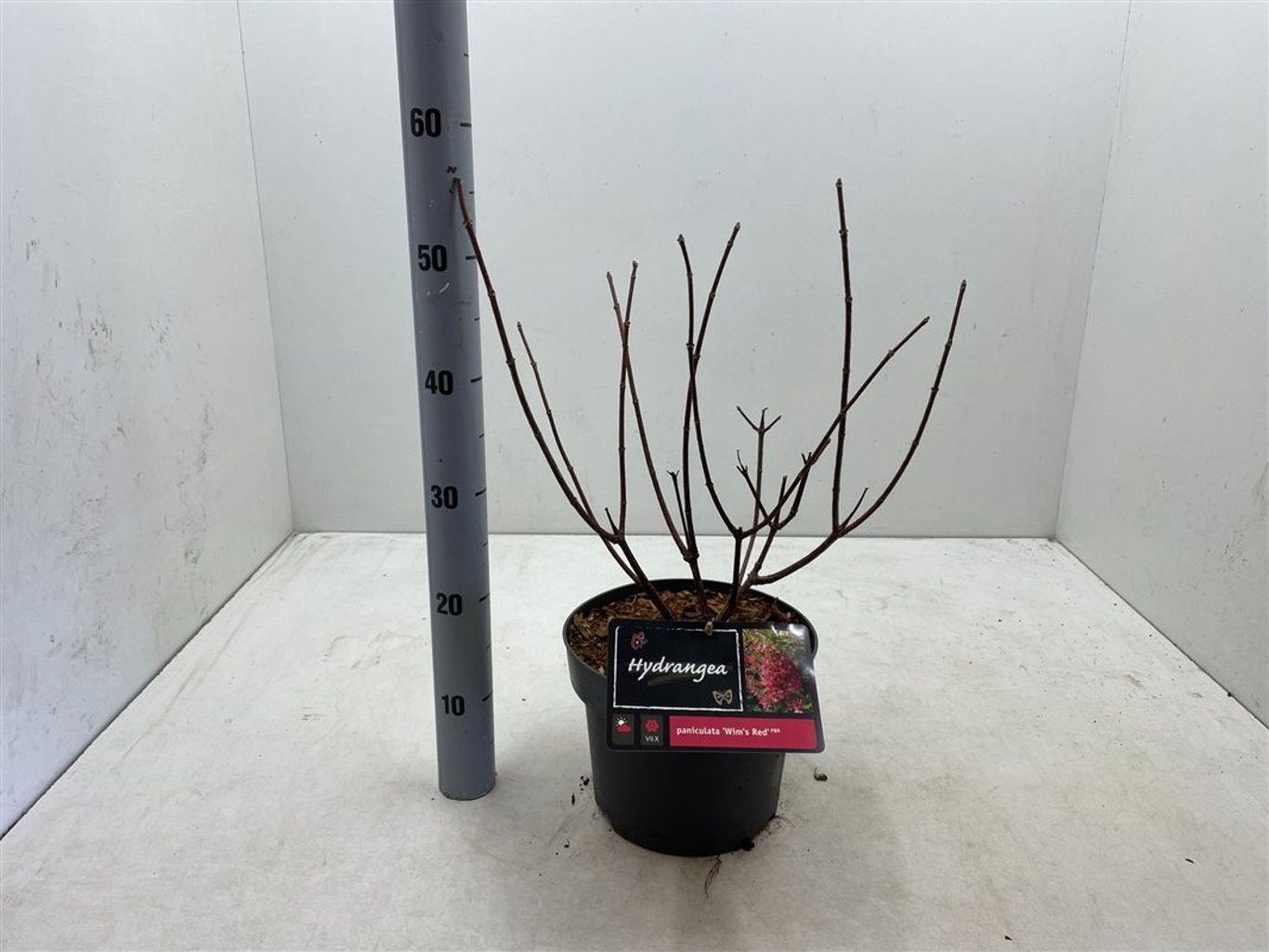 Hydrangea pan. 'Wim's Red' - C5